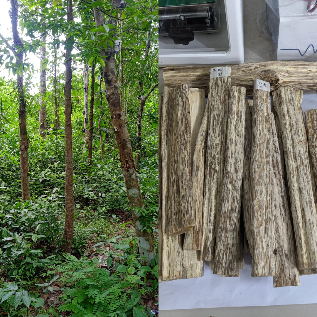 BFRI Agarwood Laboratory