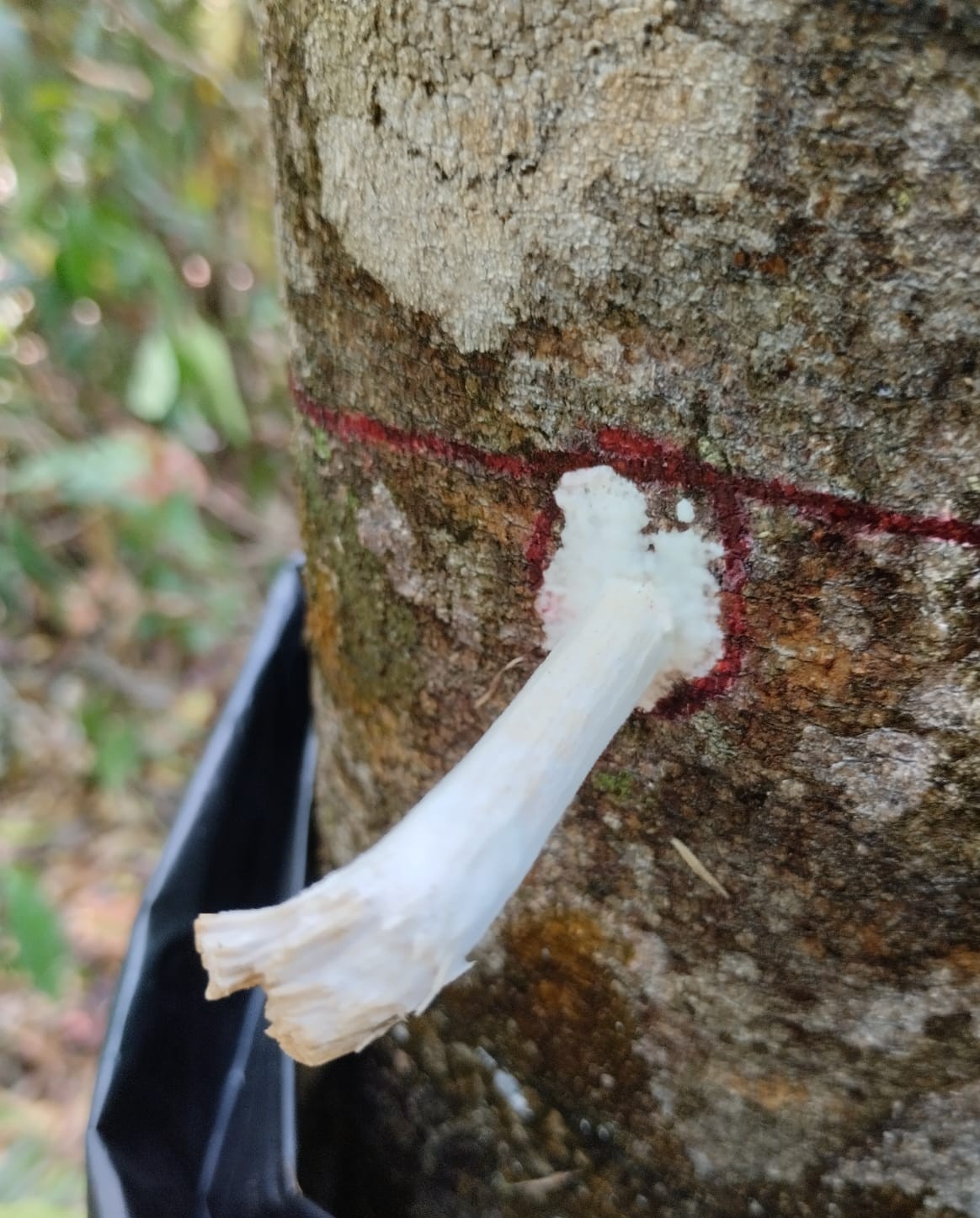 রেজিন সঞ্চয়নে ছত্রাকের বৃদ্ধি