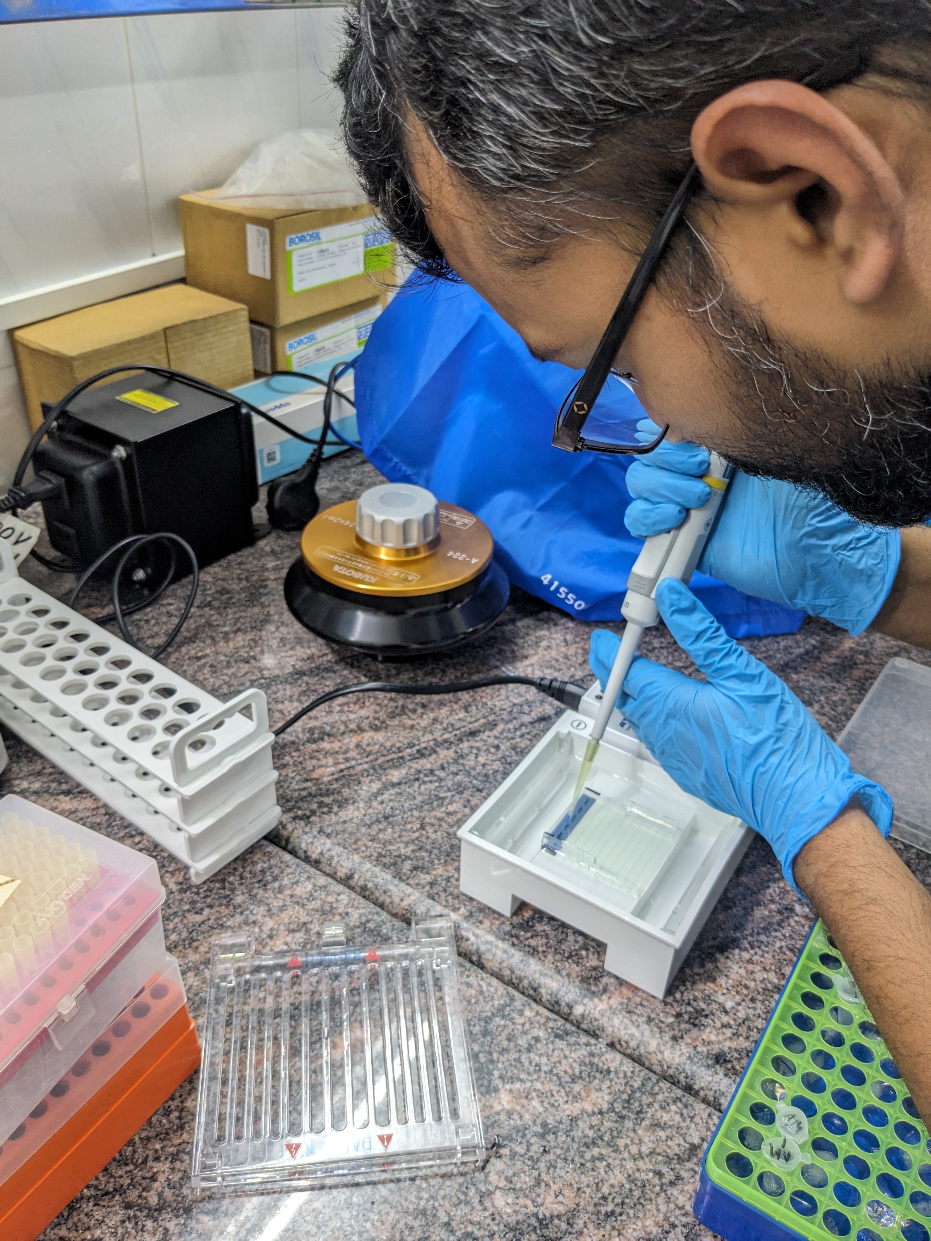Molecular Identification and Analysis